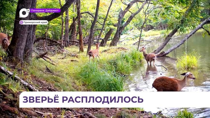 В Приморье выросло число охотничьих видов животных