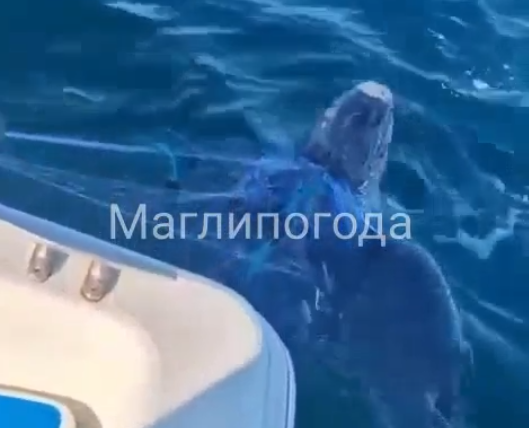Спасение огромной морской черепахи в акватории Приморья попало на видео