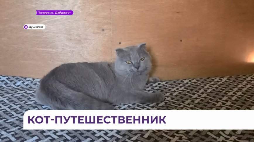 Кот-путешественник сумел удивить жителей Приморья