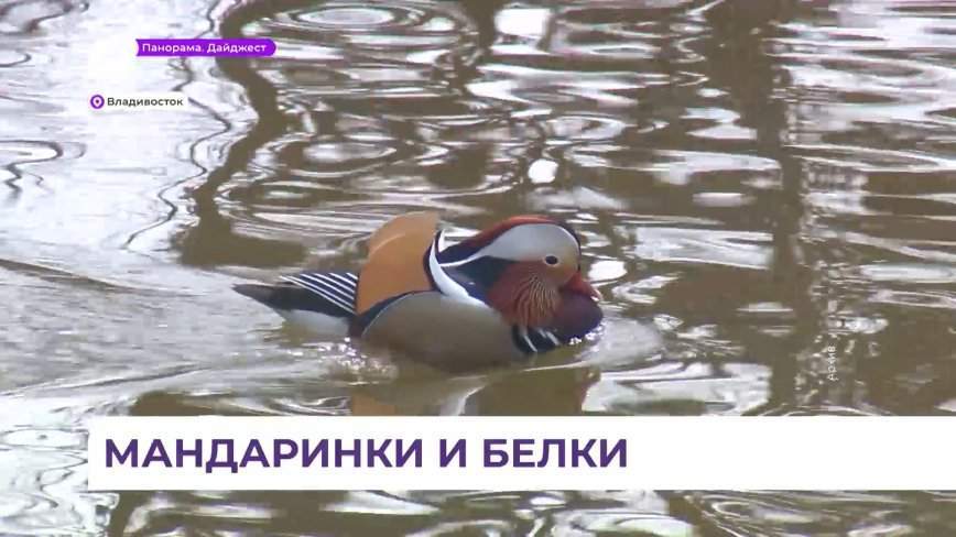 Утки-мандаринки вернулись во Владивосток с юга Китая