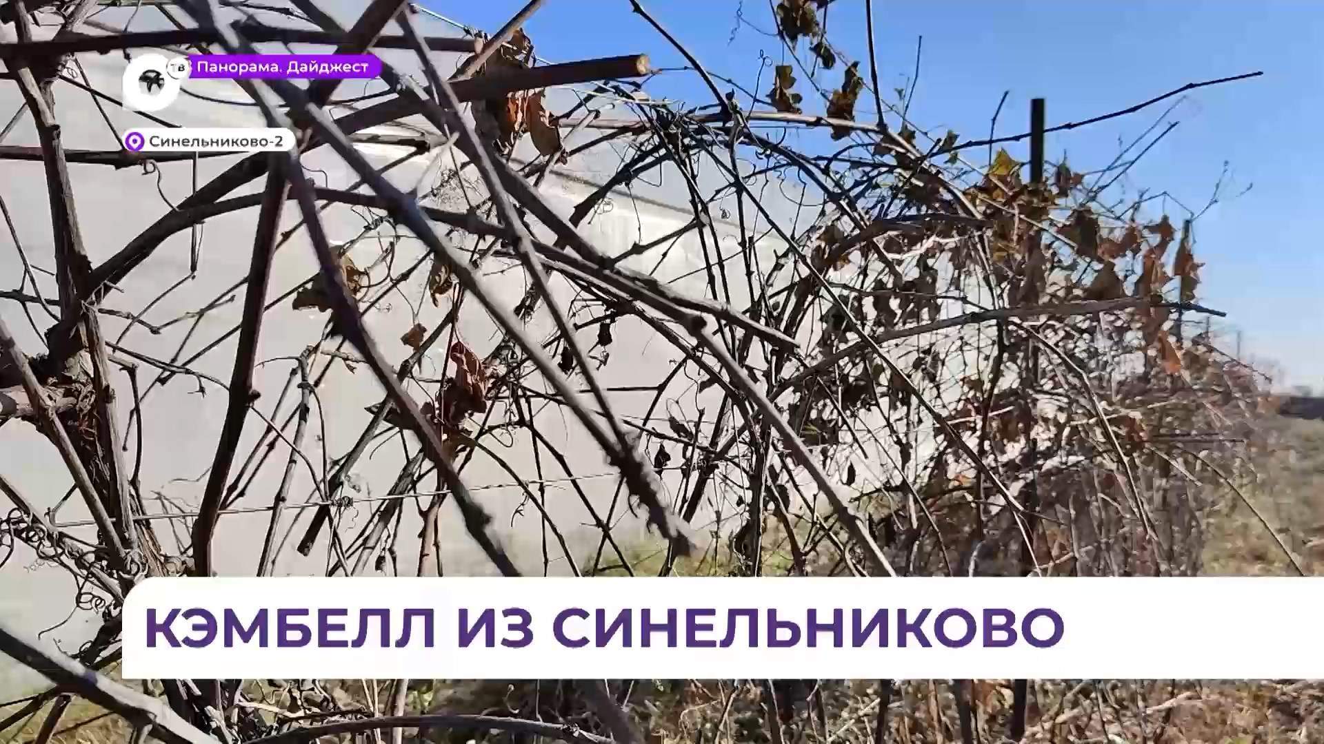 Фермер из Приморья с размахом разбил виноградник на своём родовом участке 