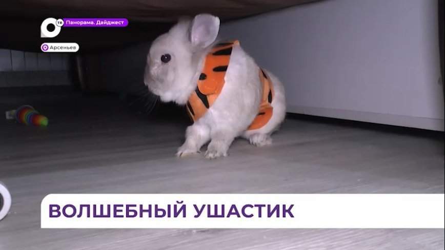 Домашний кролик исполнил все желания семьи из Владивостока в прошлом году