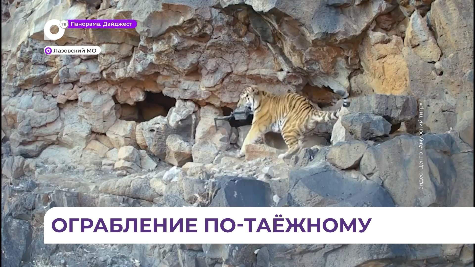 В приморской тайге развернулся настоящий детектив