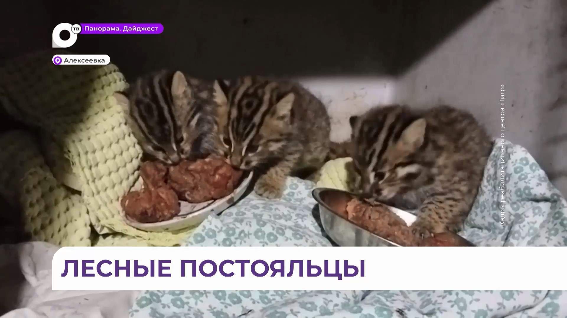Малыши дальневосточного лесного кота обживаются в реабилитационном центре «Тигр»
