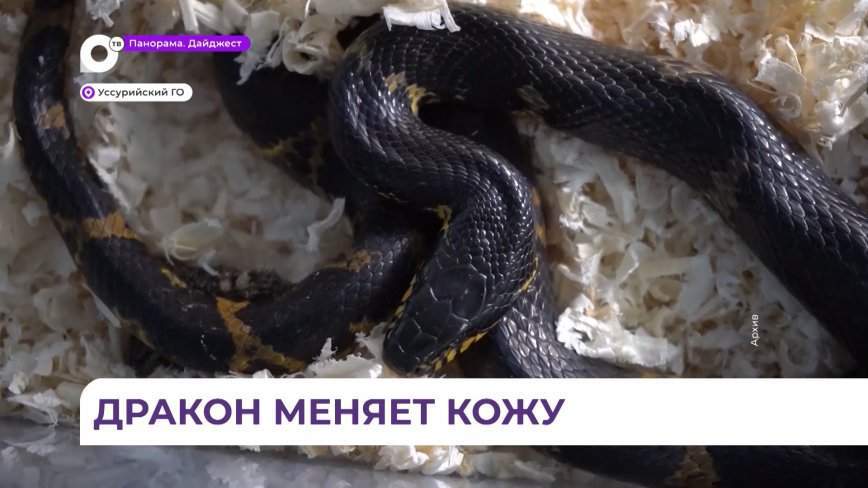 В Уссурийске змея по имени Дракон сбросила старую кожу