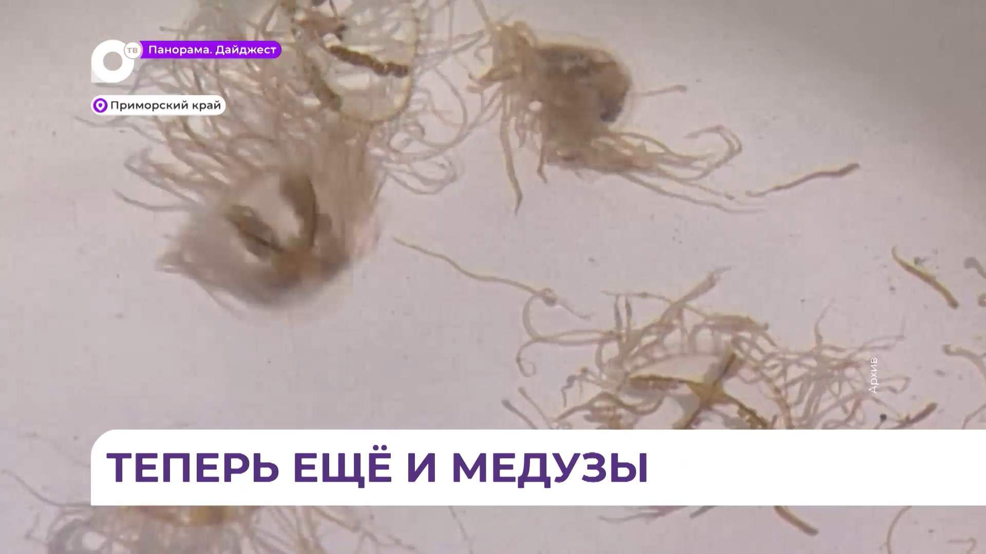 Медузы появились в приморских акваториях