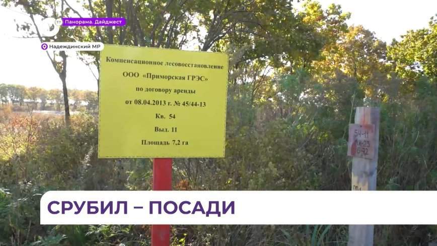 Лес в Приморье восстанавливают те, кто его вырубают