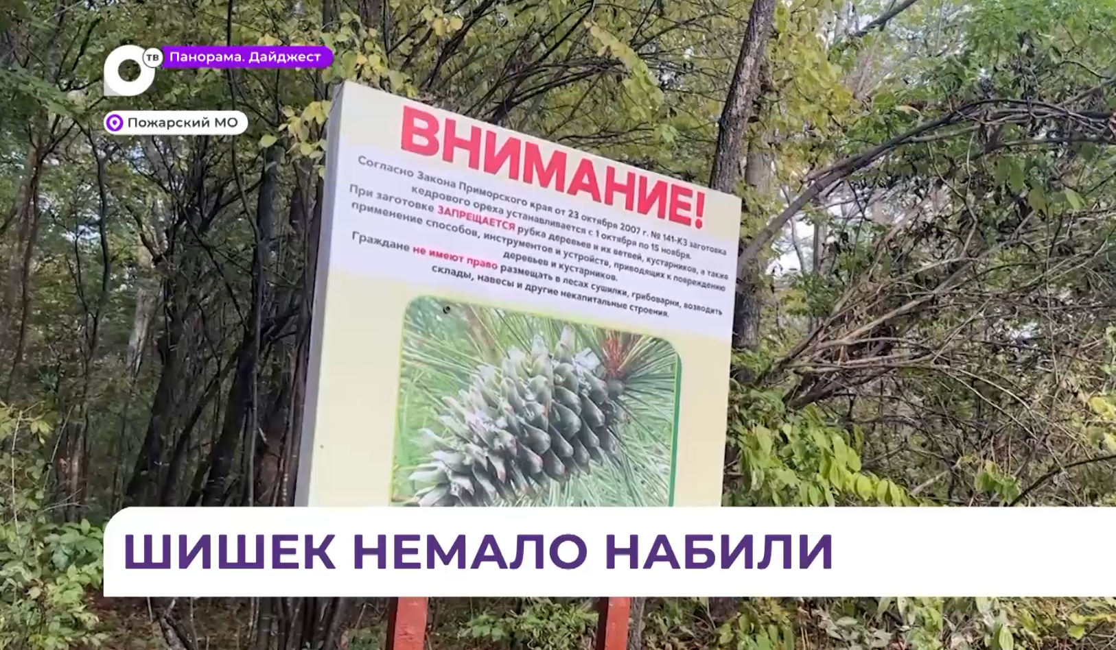 Браконьеры активизировались в Приморье с началом сезона сбора кедровых орехов