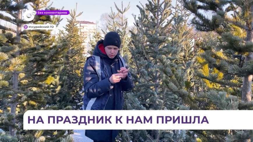 Без комментариев. Рейд по ёлкам, Уссурийск