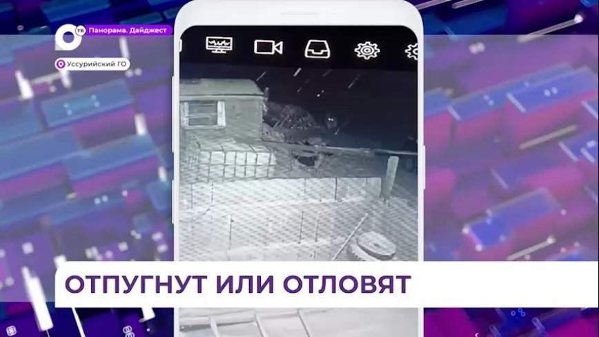 Приморский охотнадзор взял на особый контроль проблемного тигра