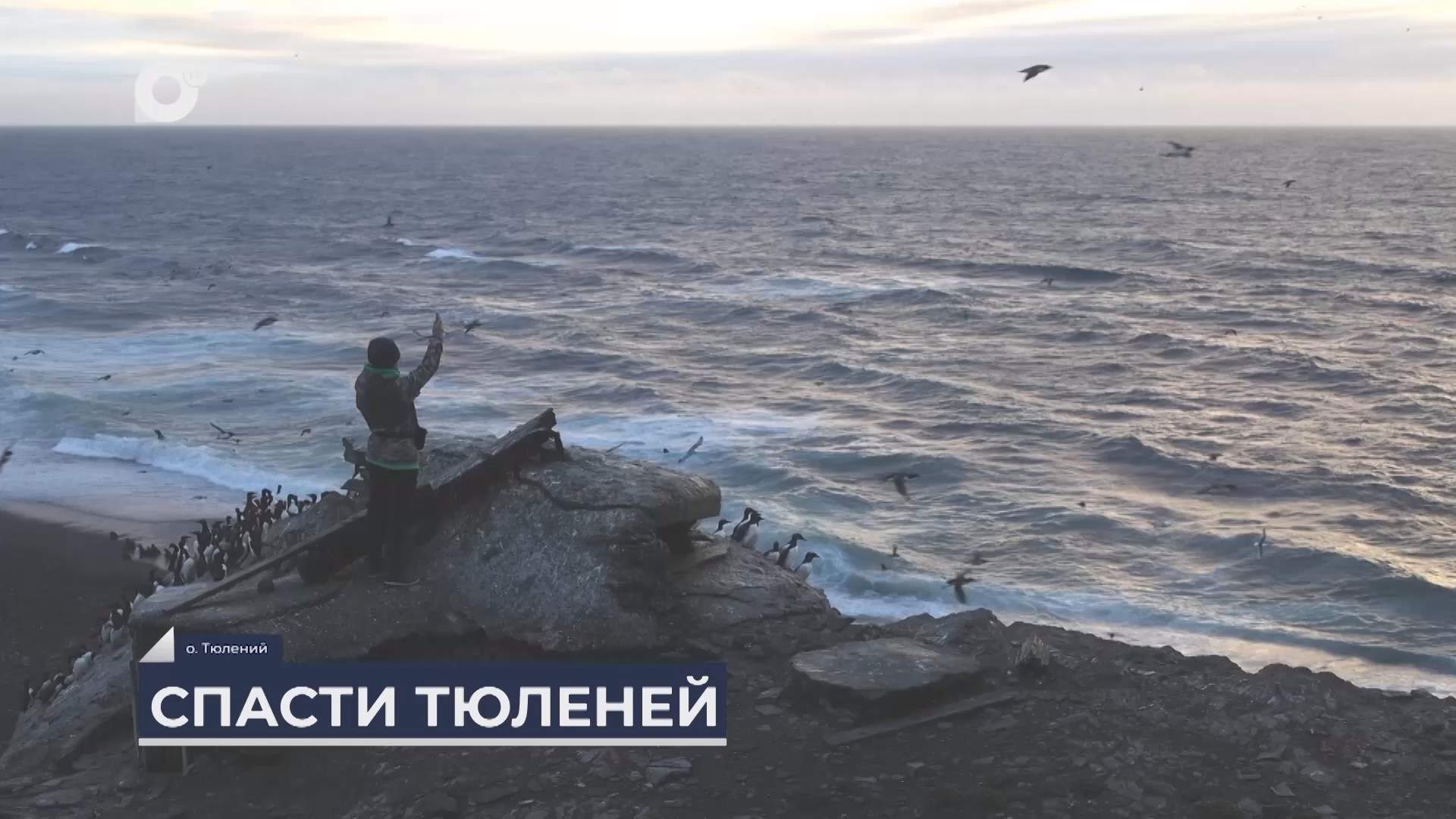 Дальний Восток на связи / Остров Тюлений 