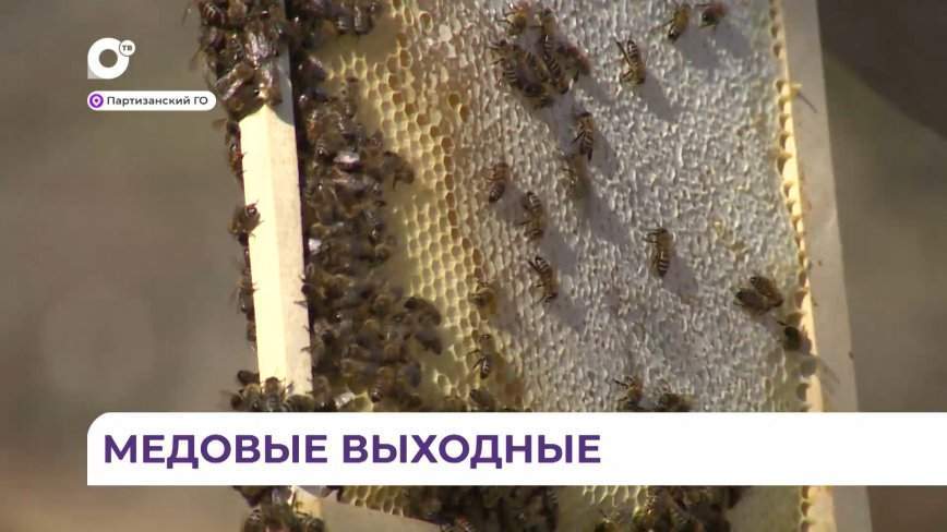 Медовые выходные: как пчеловод из Приморья открыл экоферму
