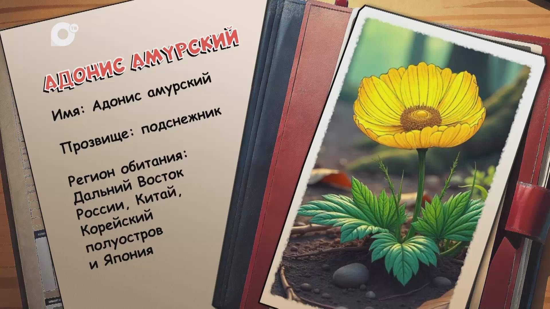 Агент биосферы / Адонис амурский / 04.08.25