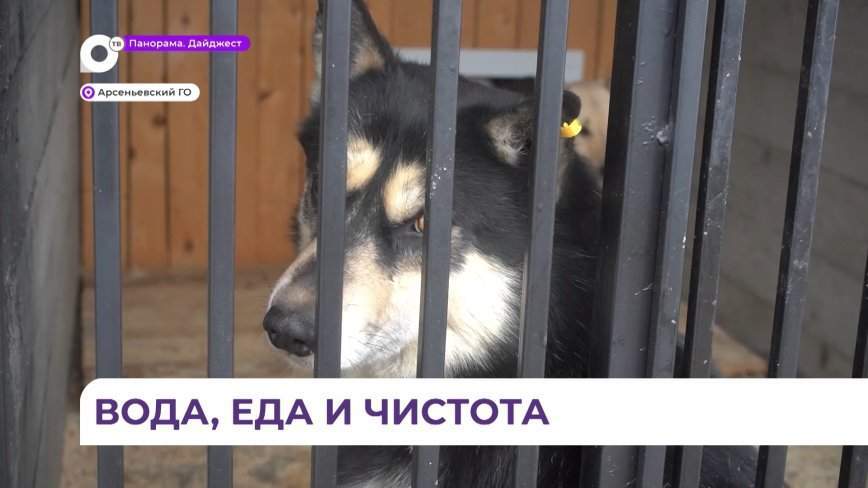 Условия содержания собак в приютах проверили специалисты Уссурийского и Артёмовского округов