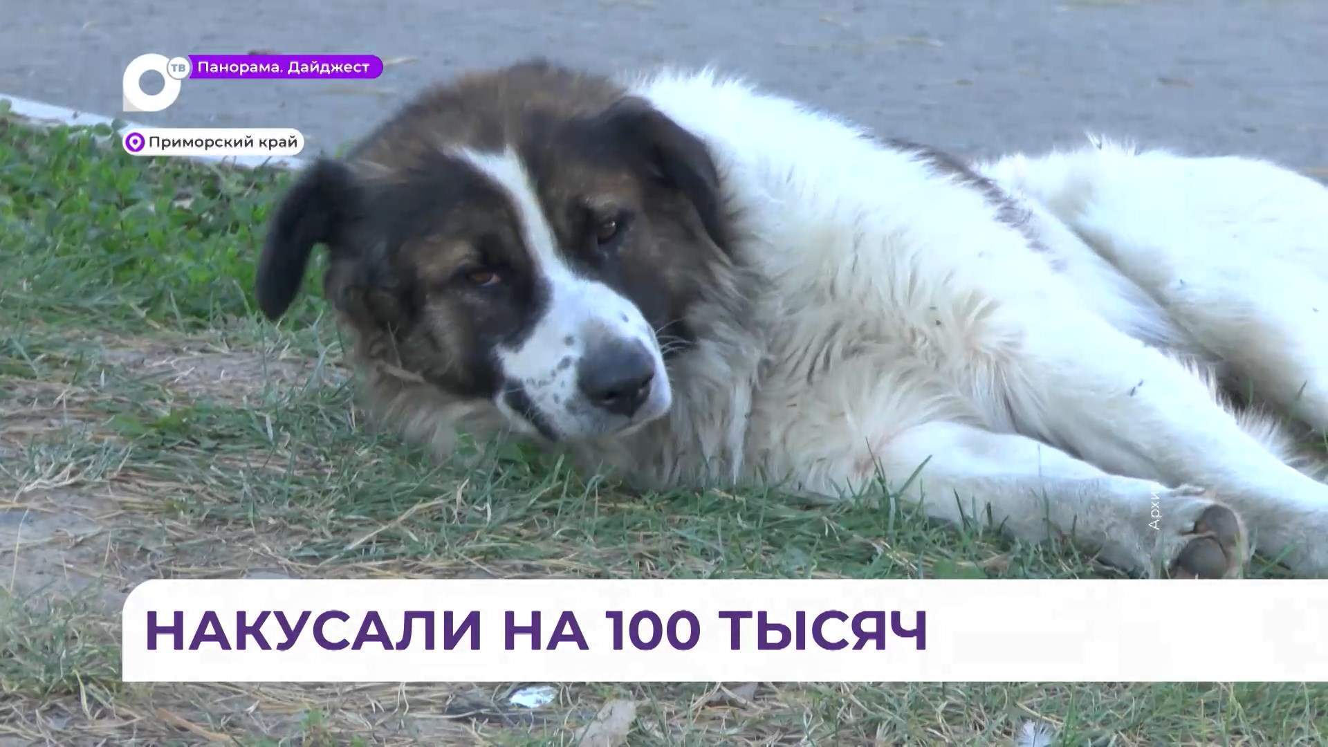 В Приморье выписали 100 тысяч рублей штрафов за укусы собак
