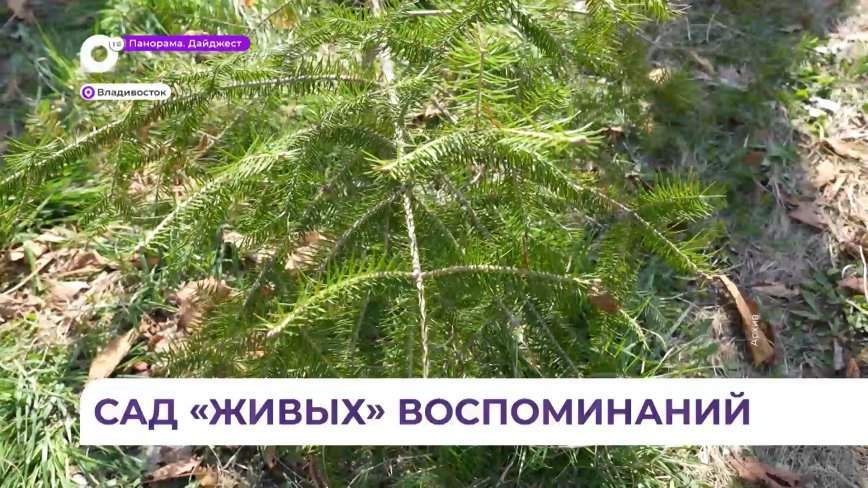 Стать участником акции «Сад памяти» в Приморье в следующем году может каждый желающий