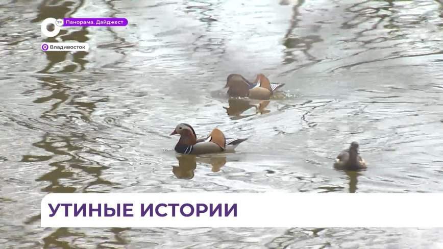 Утки-мандаринки вернулись в пригород Владивостока