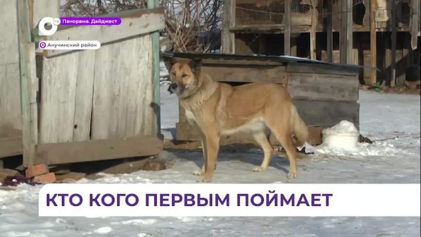 В Анучинском районе продолжается отлов проблемного молодого тигра