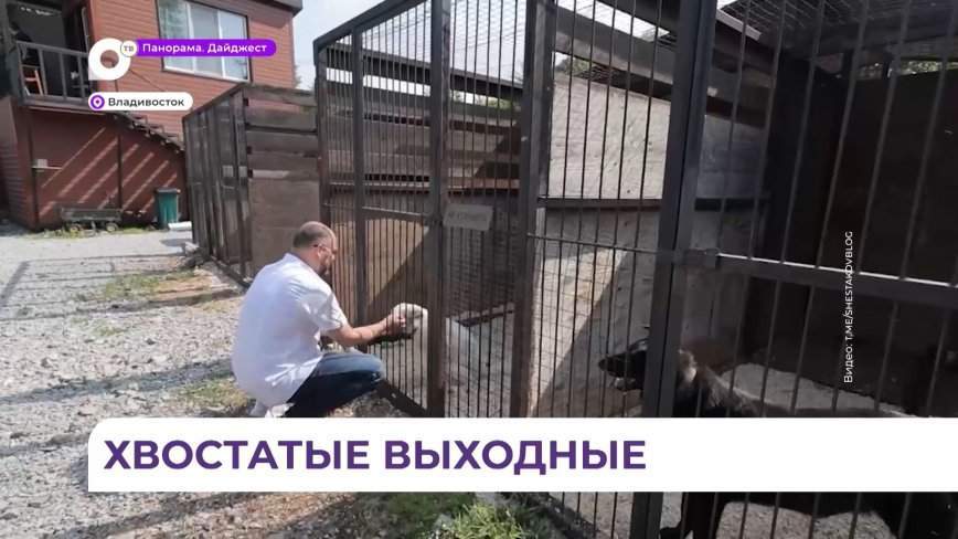 Глава Владивостока Константин Шестаков навестил пушистых подопечных фонда «Друг Рич»