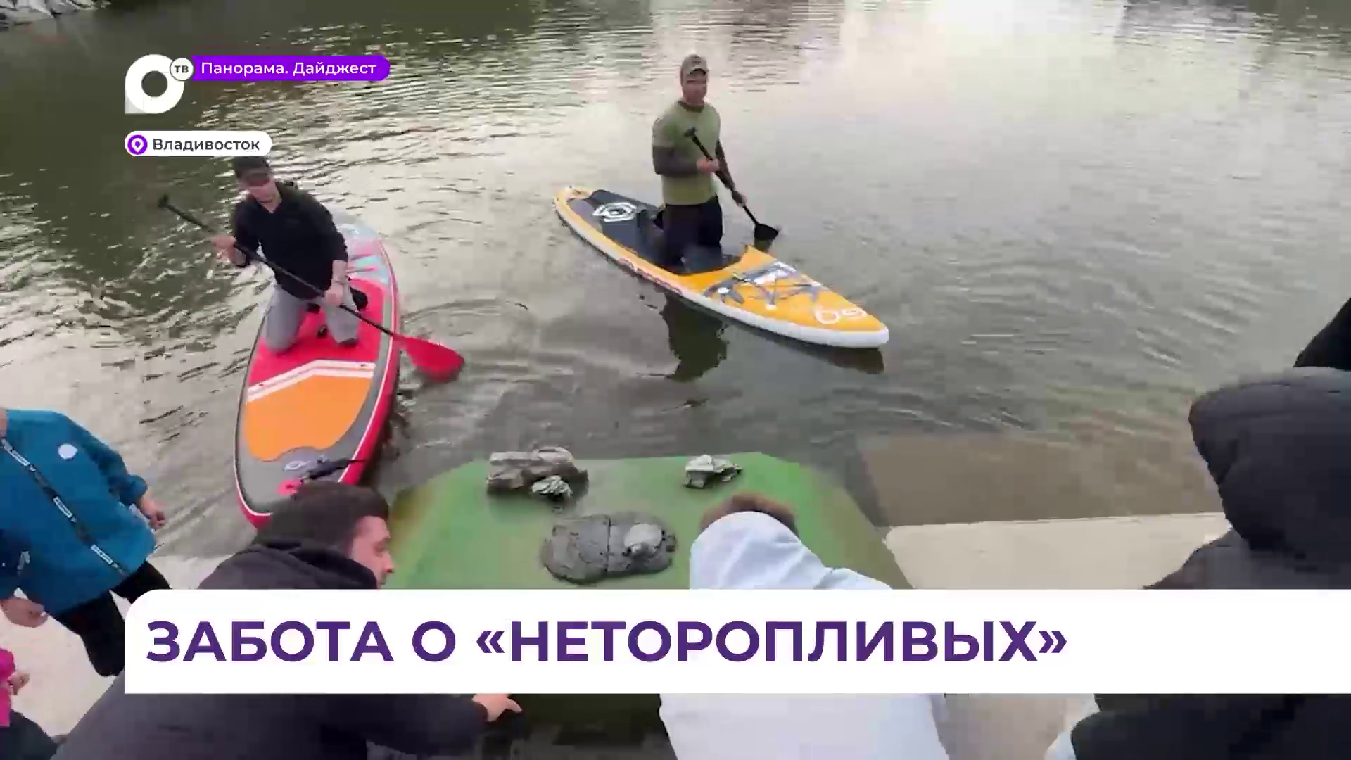 Популяция черепах на озере на Сафонова останется стабильной, если зимний период пройдет благополучно