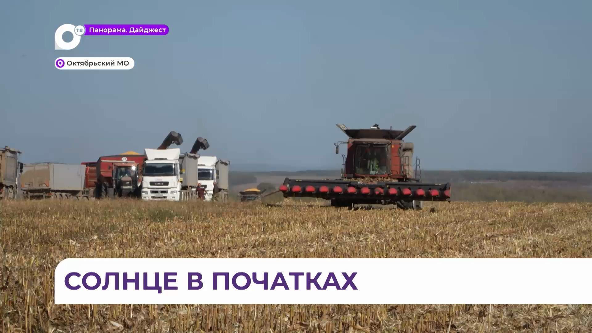 Почти 14 тысяч тонн кукурузы предстоит убрать в Октябрьском округе 