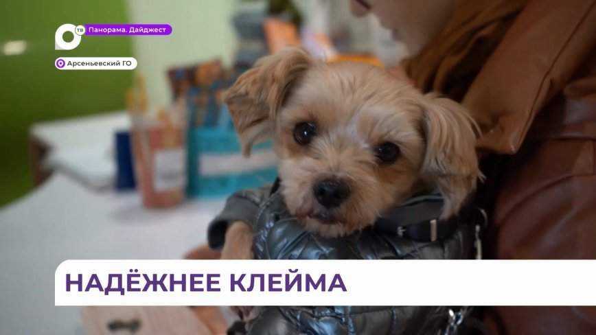 Учётом домашних животных активно занялись в Приморье