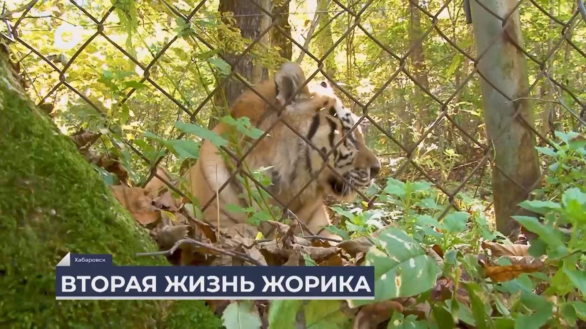 Дальний Восток на связи / Тот самый тигр Жорик 