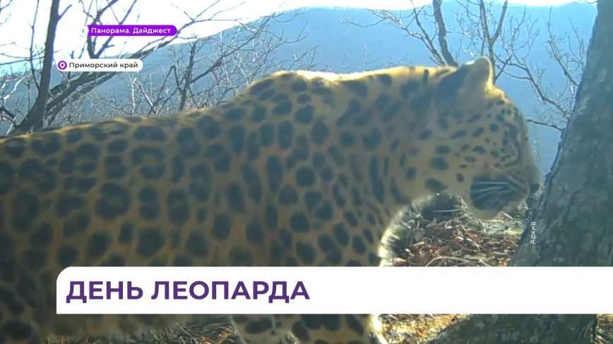 Ареал обитания дальневосточного леопарда расширяется