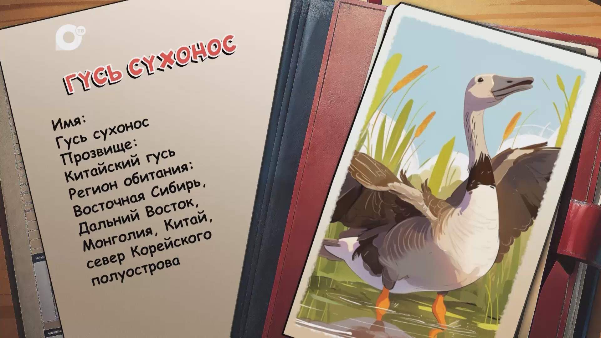Агент биосферы / Гусь сухонос / 29.10.25 Агент биосферы / Гусь сухонос / 29.10.25