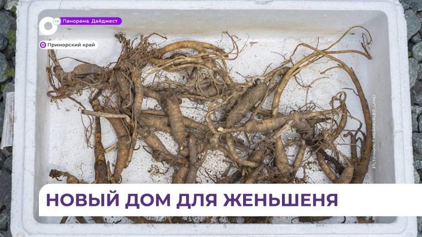 Конфискованный в Приморье женьшень вернулся в дикую природу