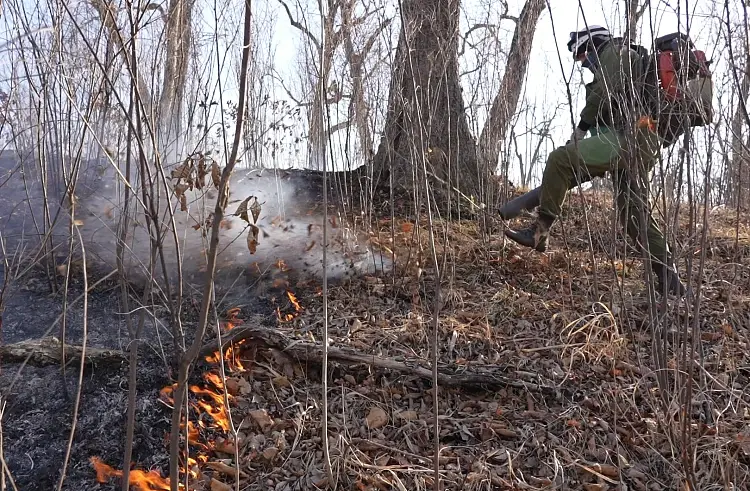 За сутки Приморье охватили 20 пожаров 