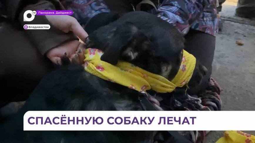 Ветеринар рассказал о состоянии собаки, спасённой из запертого киоска во Владивостоке