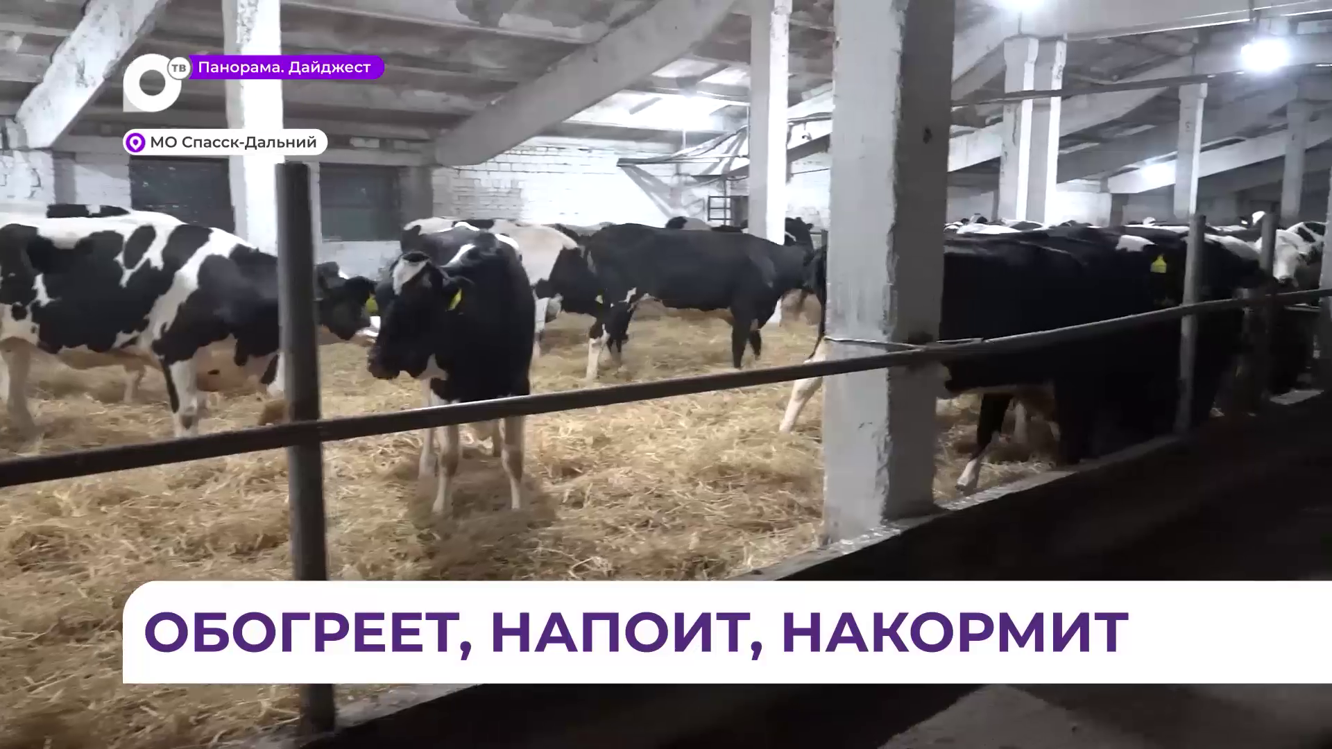 Фермерское хозяйство в Спасске-Дальнем наращивает поголовье и сохраняет стабильность производства