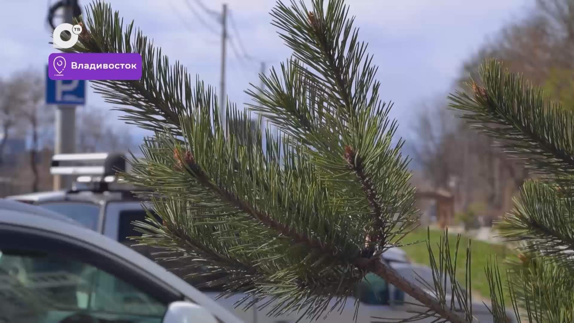 Было / Стало / Сквер на Жигура и пляж на Татарской / 28.04.26