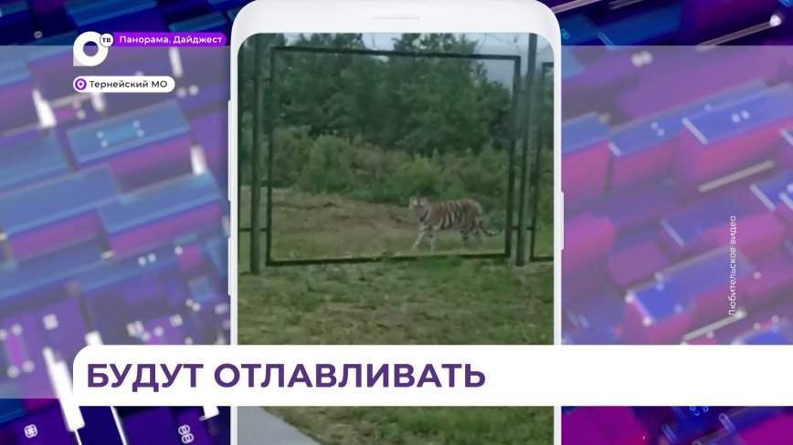 Росприроднадзор выдал разрешение на отлов тигра, замеченного в посёлке Пластун