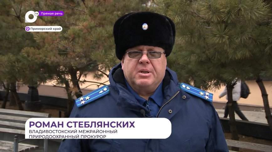 Прямая речь. О незаконной рубке ёлок