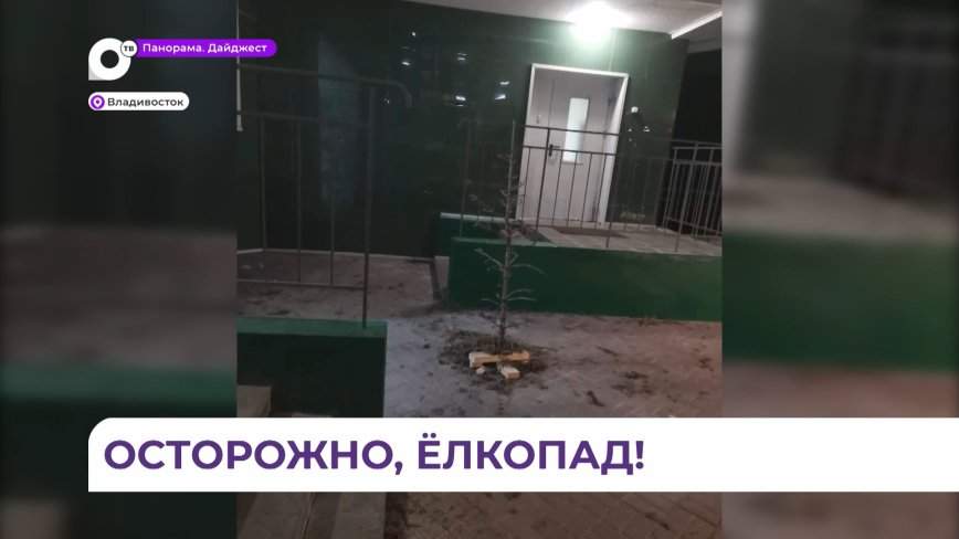 Ёлку выбросили из окна многоэтажки на Майора Филипова во Владивостоке