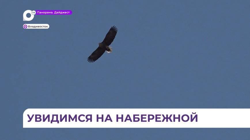 Белохвостые орланы вновь вернулись во Владивосток этой зимой