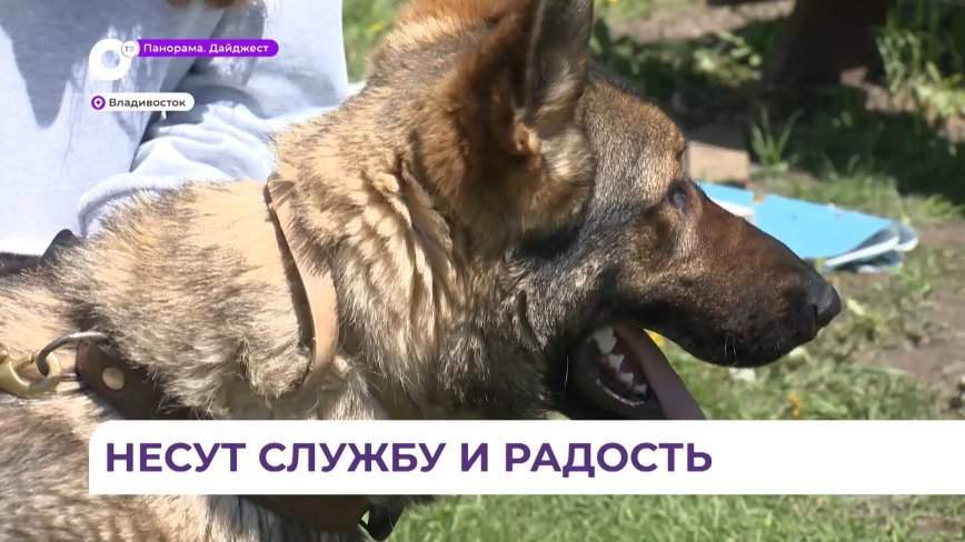 Приморские кинологи и их верные собаки отмечают профессиональный праздник