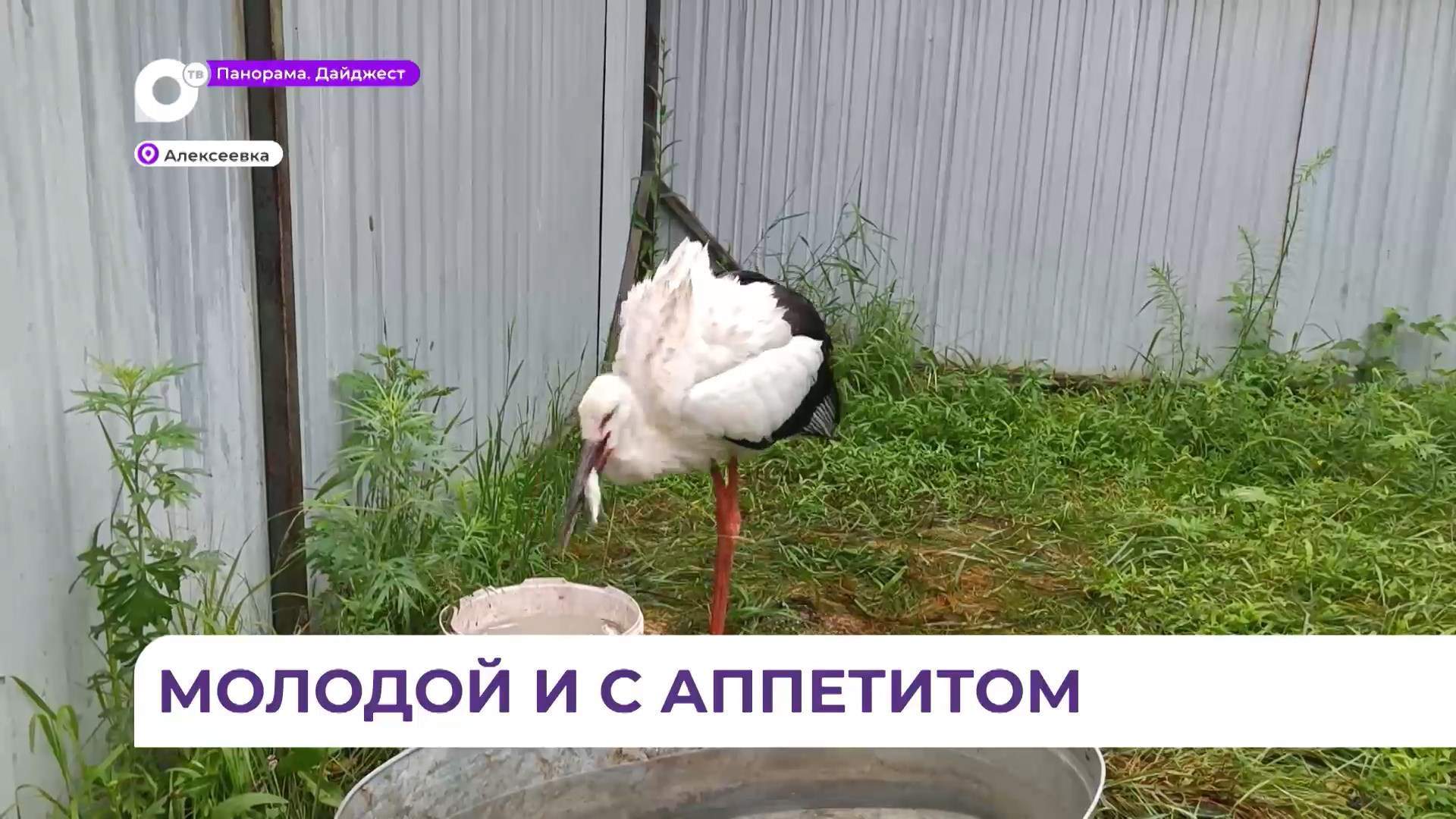 В реабилитационном центре «Тигр» появился новый постоялец с отменным аппетитом