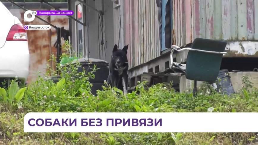 Проверку владельцев собак провели в районе Тополевой, 6 во Владивостоке