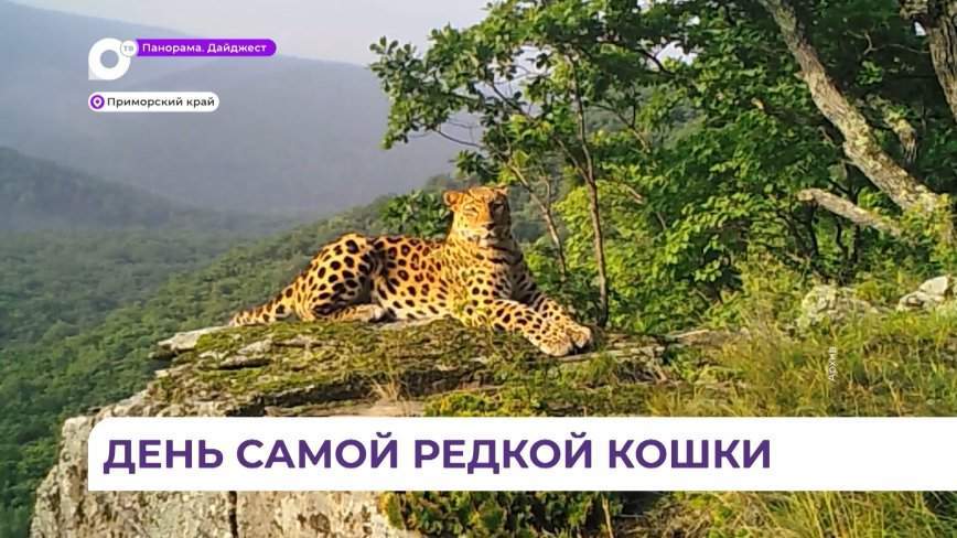 Во Владивостоке открыта регистрация на спортивный флешмоб в День леопарда