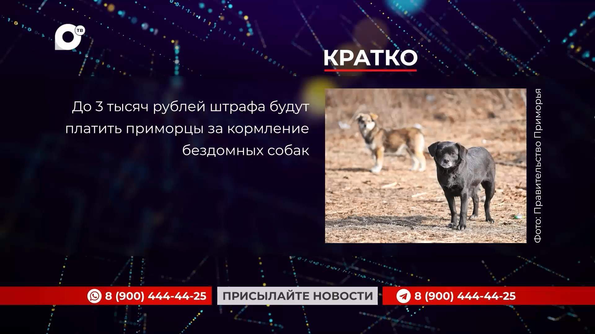 Кратко / 01.08.25 / Вечер 