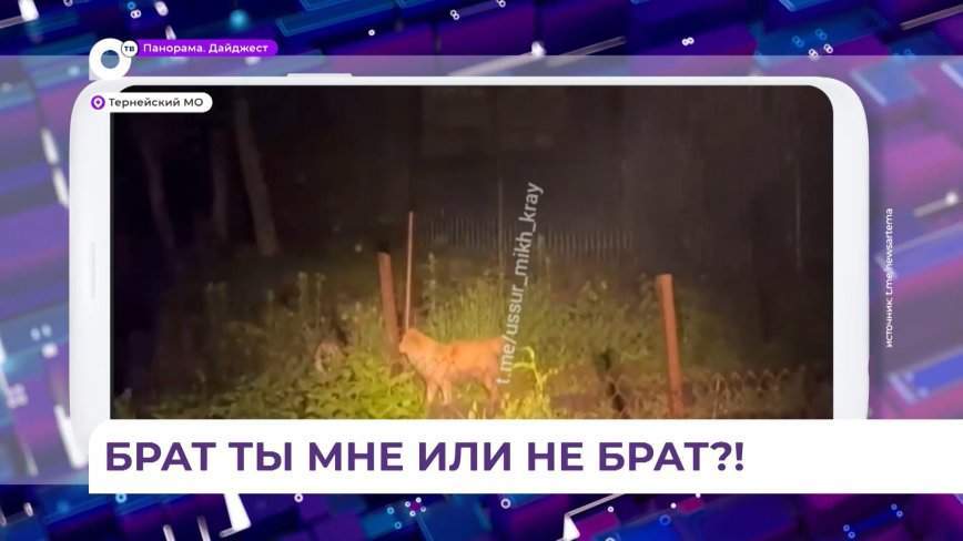 В Тернейском районе собака и тигр встретились нос к носу