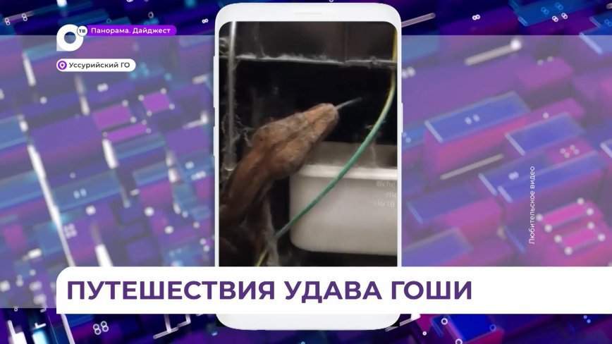 Приключения удава Гоши в одной из квартир Уссурийска