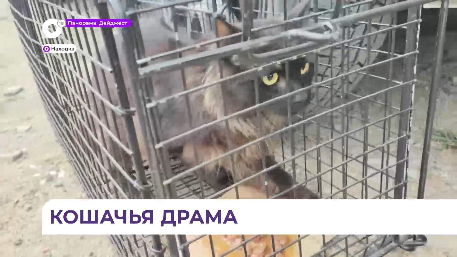 Настоящая кошачья драма развернулась в Находке