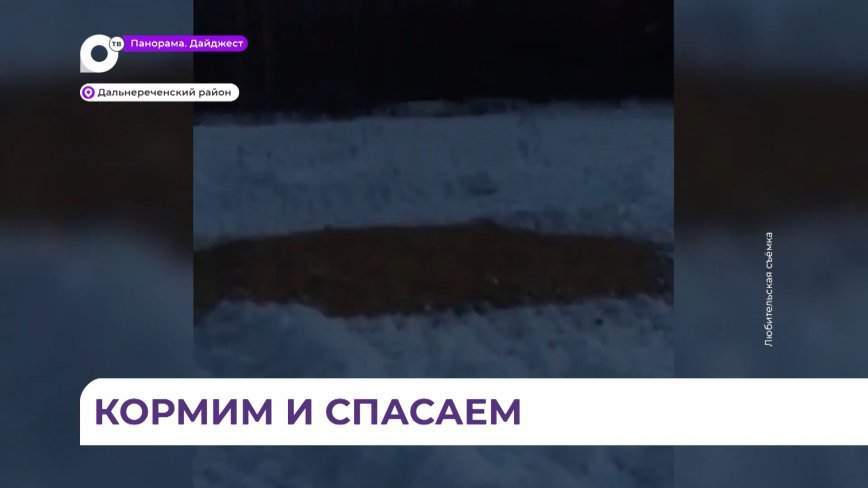 В Дальнереченском районе ответственные охотпользователи продолжают подкормку диких животных