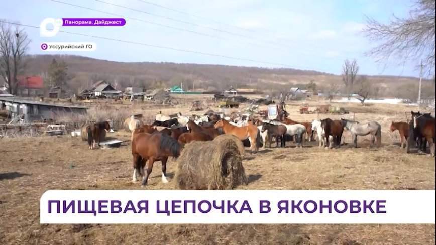 Нападение тигра на табун лошадей произошло вблизи села Яконовка в Приморье