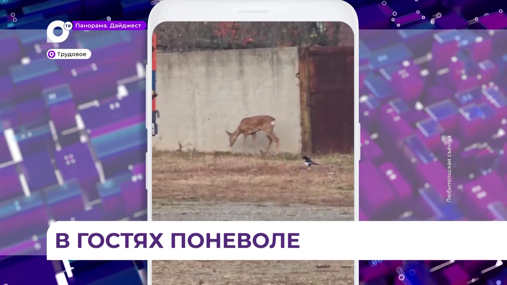 В посёлке Трудовое на территории кирпичного завода три недели заблокирована молодая косуля