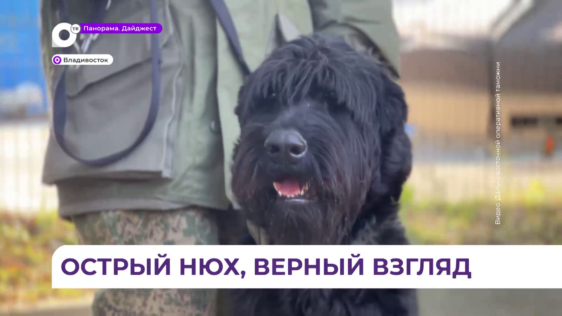 Кинологи ДВТУ показали слаженную работу человека и собаки на чемпионате по многоборью в Приморье
